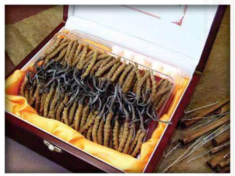 番阳镇冬虫夏草回收